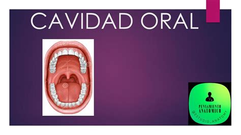 cavidad oral-4